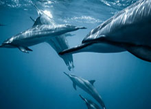 必赢官网：信任与创新并举的全方位娱乐新入口